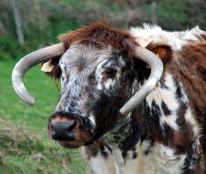 Yorkshire Dales Longhorn Beef Cattle